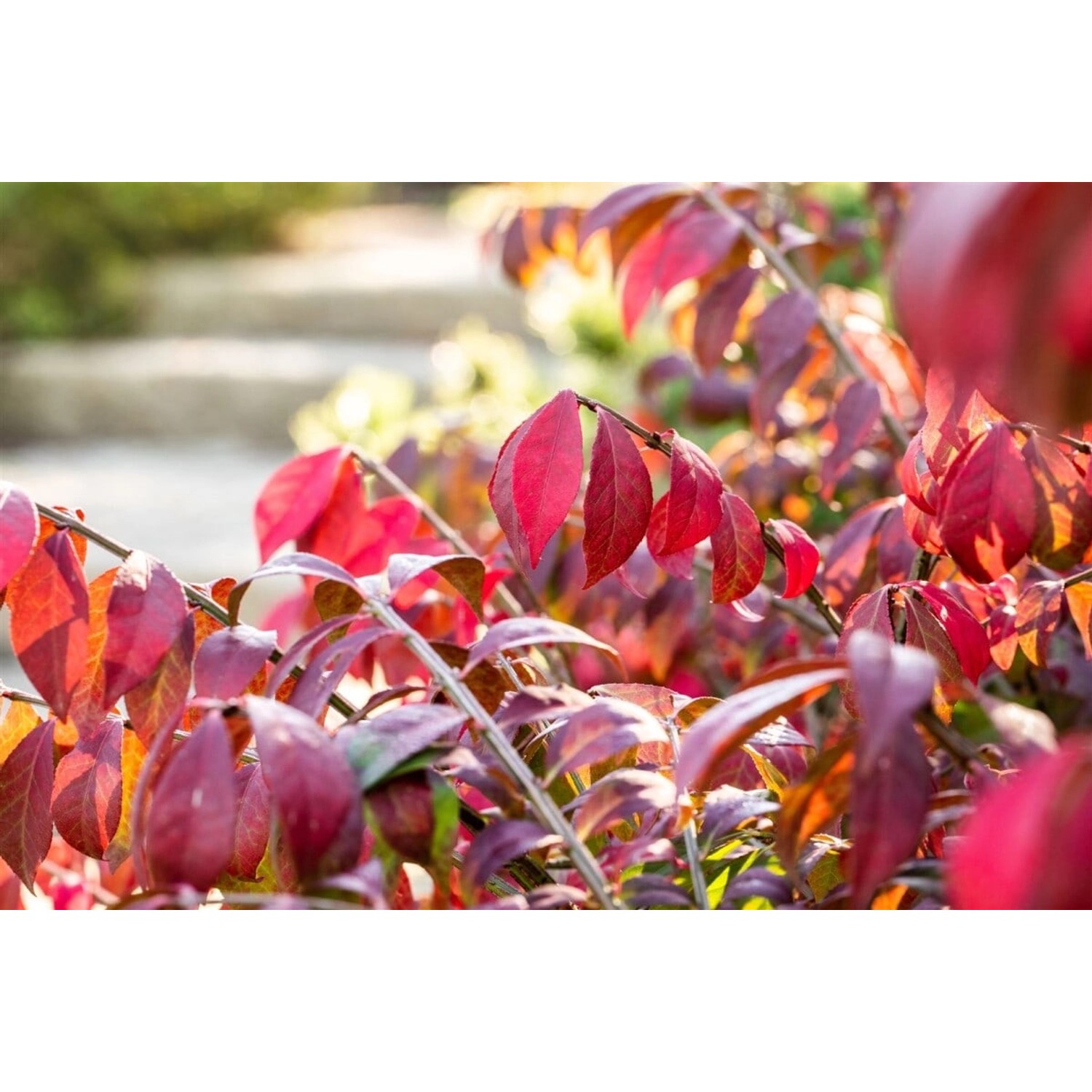 Euonymus Alatus Chicago Fire Flügel-Spindelstrauch 40–50 cm günstig online kaufen