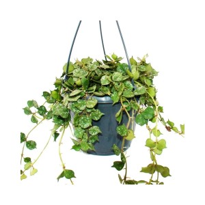 Hängende Exotenherz Zimmerpflanze Hoya Curtisii (Wachsblume) im 14cm Topf.