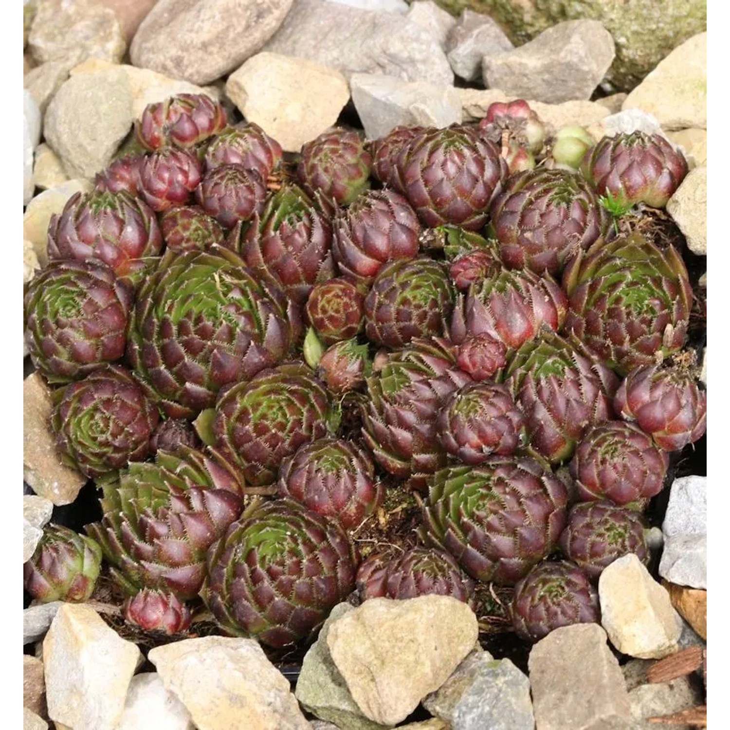 Kugelige Wirbel Steinwurz - Jovibarba sobolifera