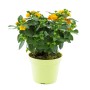 Wandelröschen Busch mit gelben Blüten im Topf, ca. 40 cm hoch.