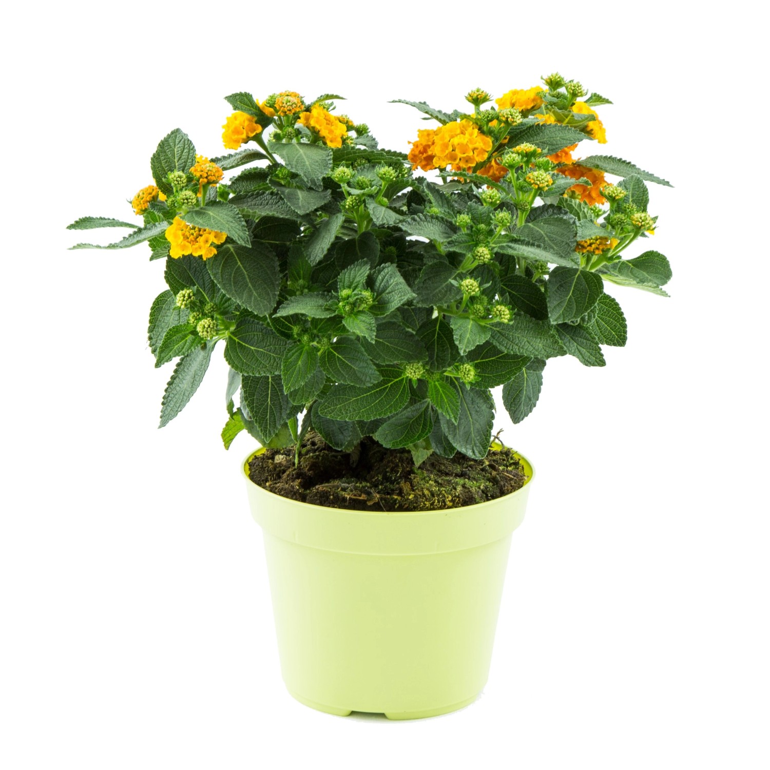 Wandelröschen Busch Höhe ca. 40 cm TopfØ ca. 17 cm Lantana camara