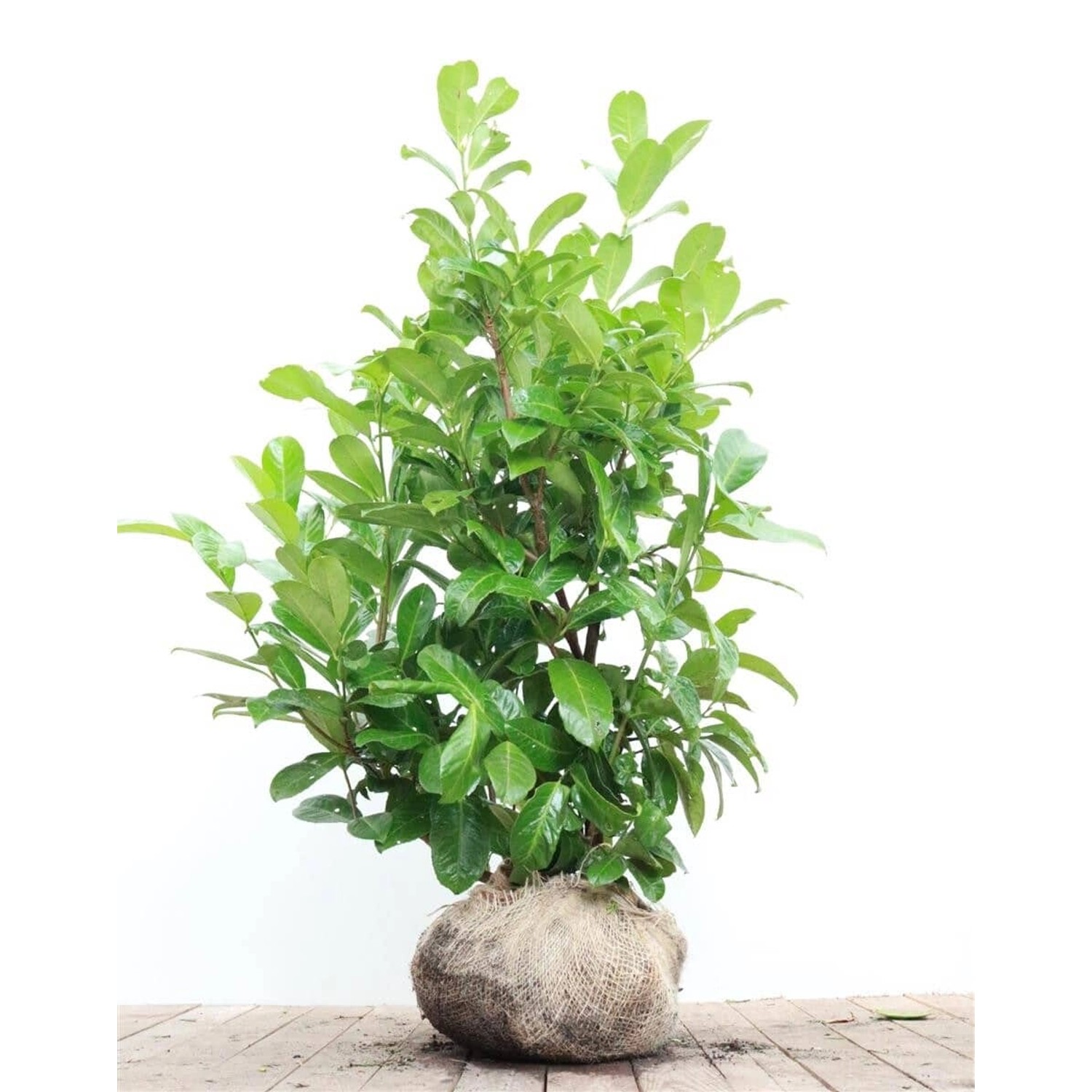 Prunus laurocerasus 'Rotundifolia' 80-100 cm günstig online kaufen