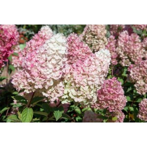Rispenhortensie 'Sundae Fraise' mit cremeweißen und rosa Blütenständen im Garten.