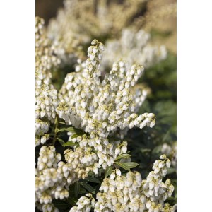 Nahaufnahme der weißen Blüten der Japanischen Lavendelheide White Pearl.