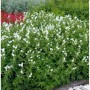 Knotiger Storchschnabel Silverwood, Staude mit weißen Blüten und grünen Blättern im Garten.