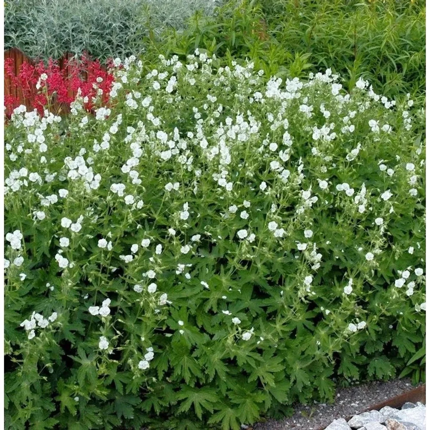 Knotiger Schatten Storchschnabel Silverwood - Geranium nodosum