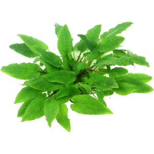 Dennerle Aquariumpflanze Cryptocoryne Wendtii Broad Leaf In-Vitro, grüne Wasserpflanze für Aquarien.