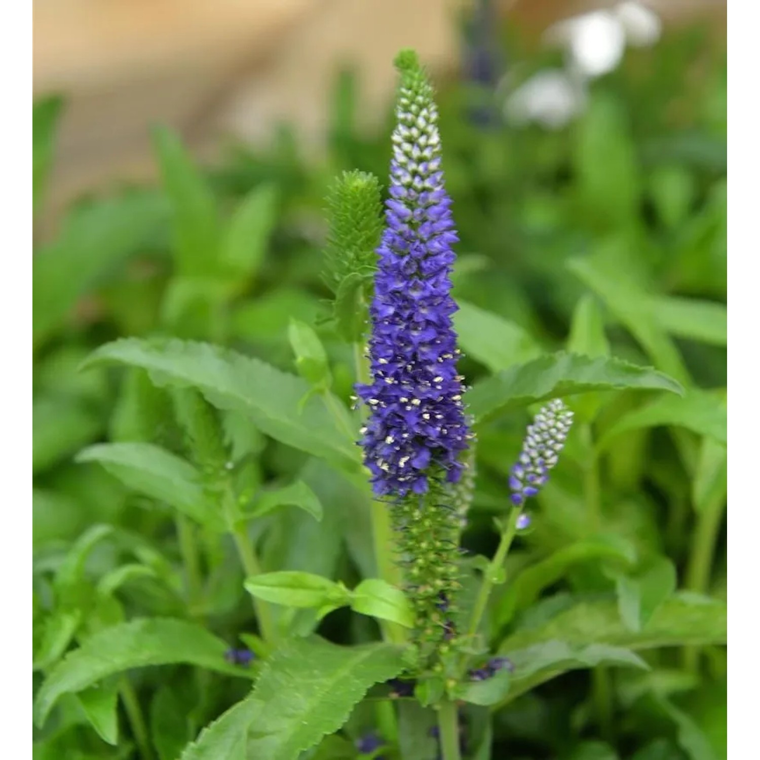 Ehrenpreis Blue Indigo - Veronica cultorum