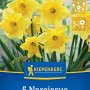 Kiepenkerl Narzissen Carlton, 5 Stück. Leuchtend gelbe, großkronige Blumenzwiebeln für den Garten.