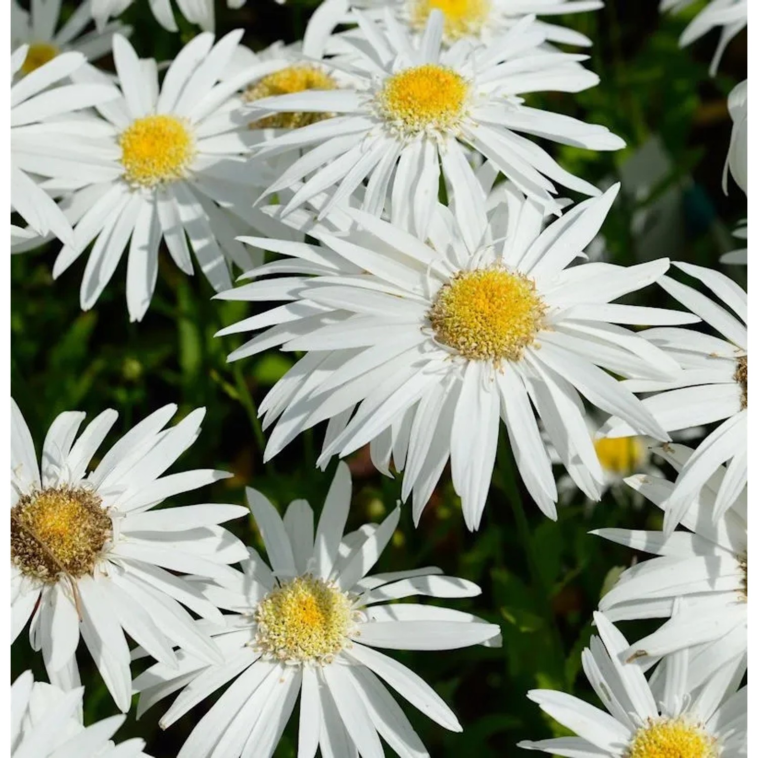 Gartenmargerite Christine Hagemann - Leucanthemum