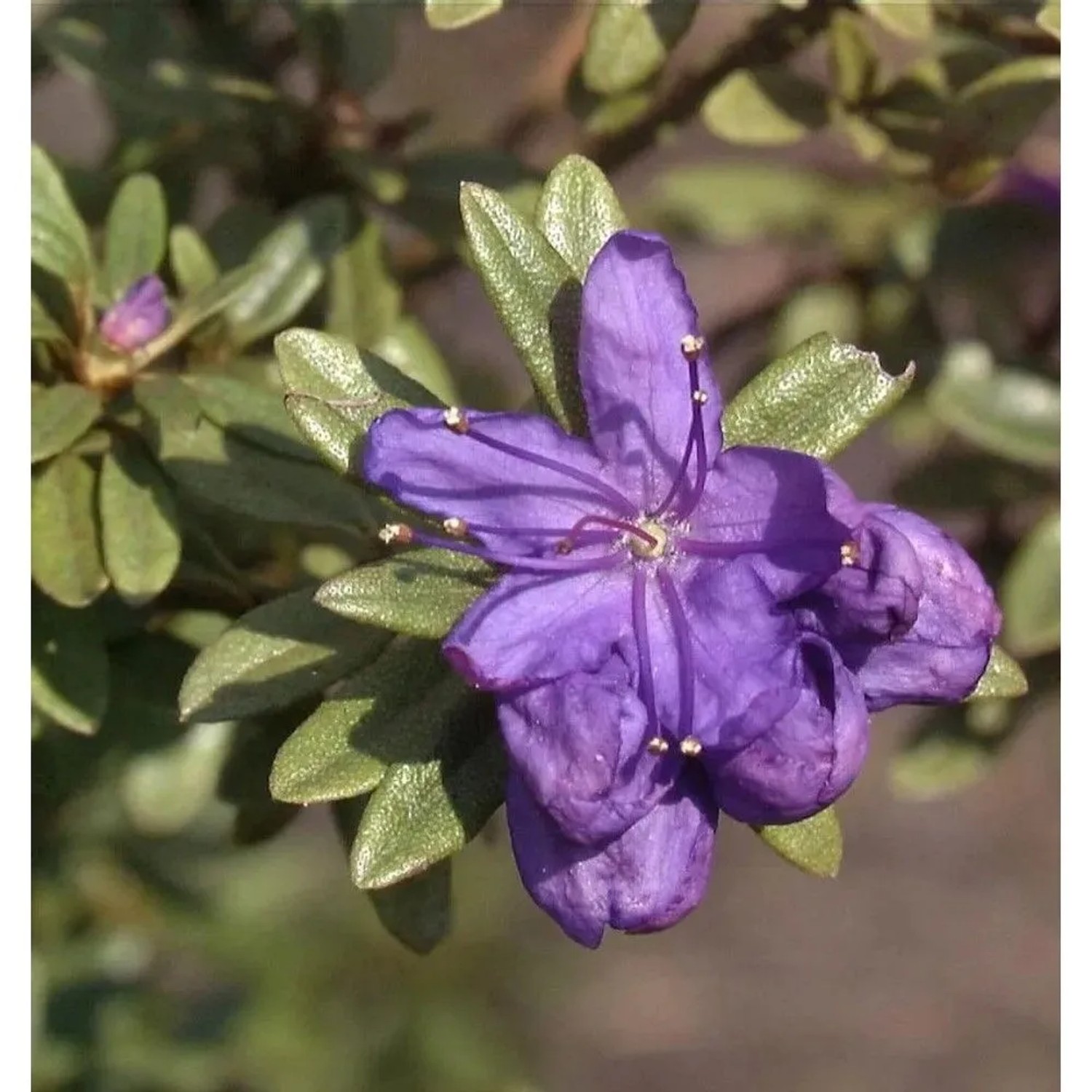 Rhododendron tricanthum 30-40cm