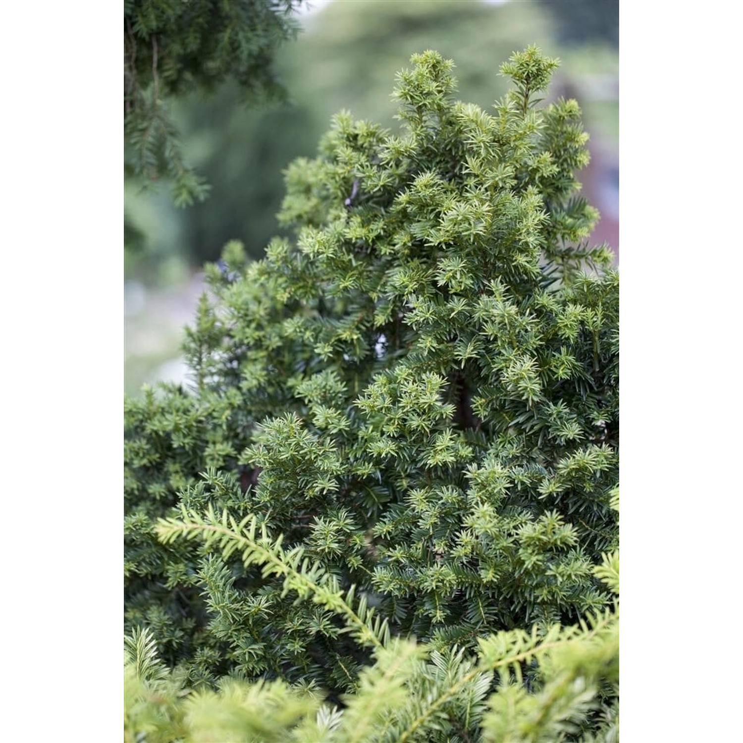 Taxus baccata 'Golden Crown' 40-50 cm günstig online kaufen