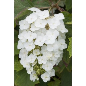 Nahaufnahme der weißen Blüten der Eichenblatthortensie Snowflake, eine blühende Zimmerpflanze.