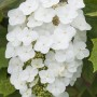 Nahaufnahme der weißen Blüten der Eichenblatthortensie Snowflake, eine blühende Zimmerpflanze.