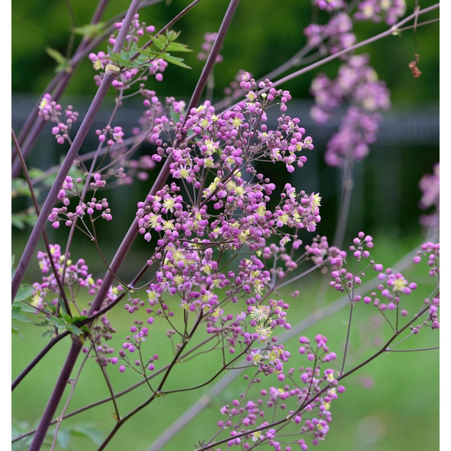 Prächtige Wiesenraute Elin - Thalictrum rochebrunianum günstig online kaufen