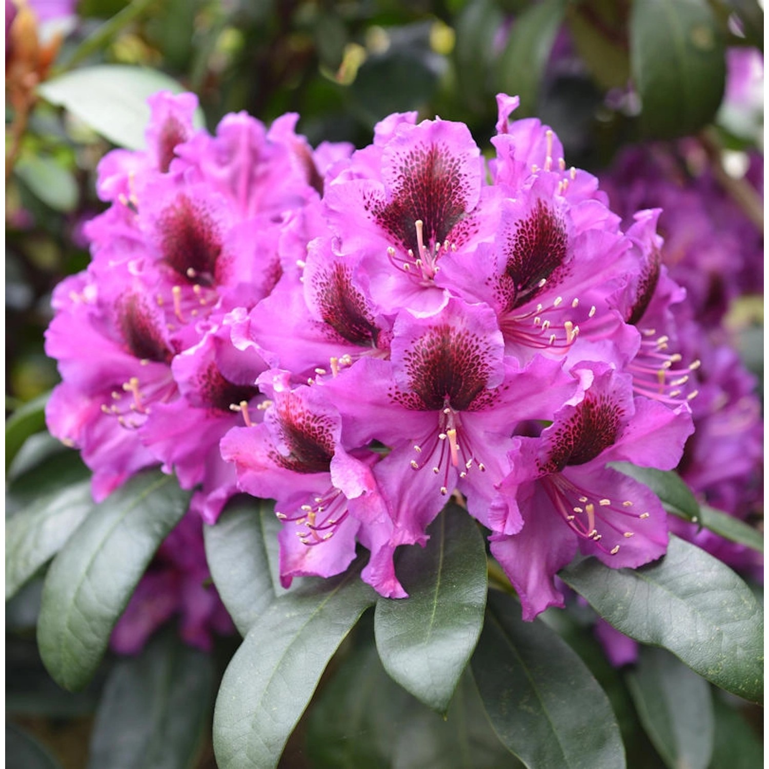 INKARHO - Großblumige Rhododendron Orakel 25-30cm - Alpenrose günstig online kaufen