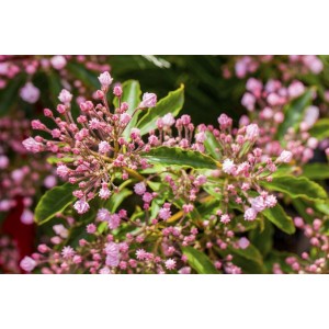 Nahaufnahme des rosa blühenden Berglorbeers (Kalmia Latifolia), ca. 25-30 cm hoch.