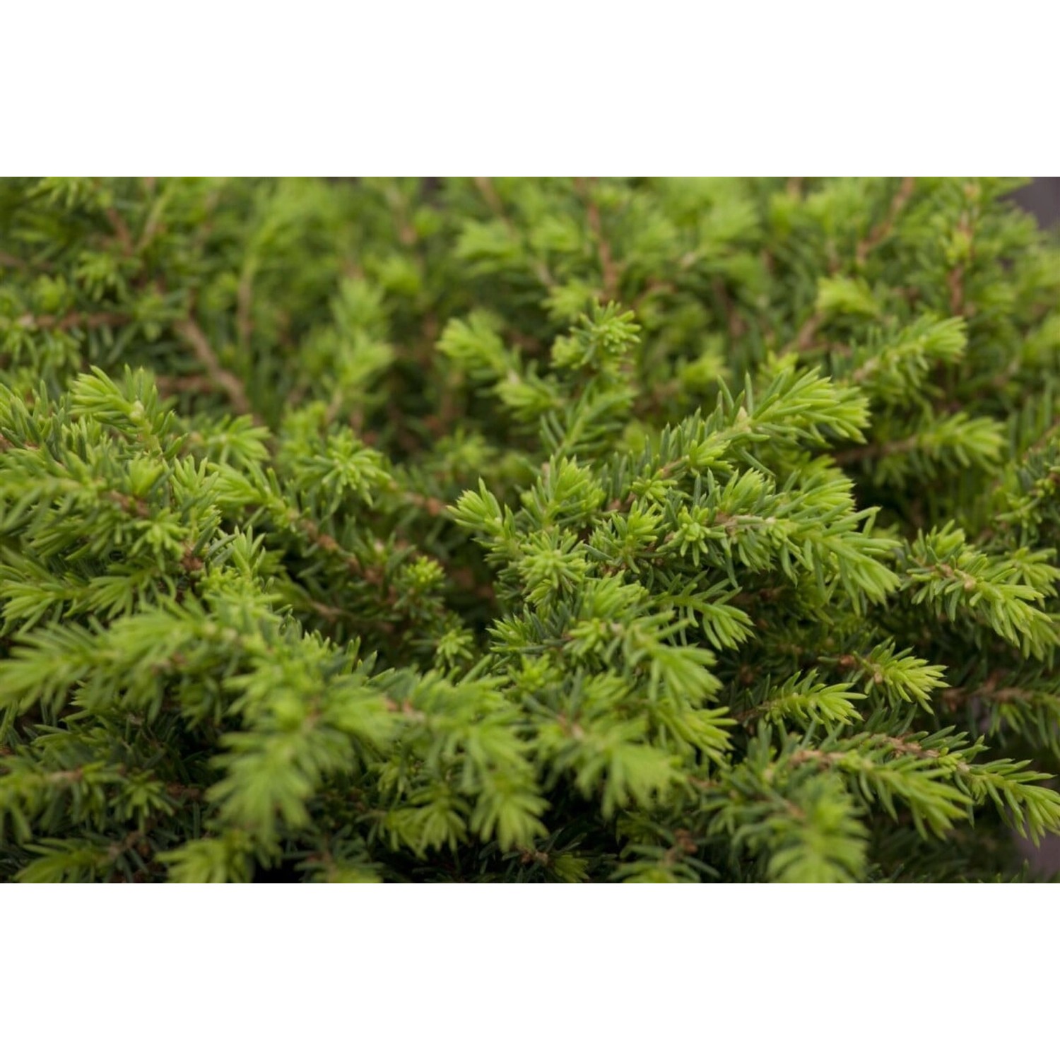Picea Abies Echiniformis Fichte Kompakt 50–60 cm günstig online kaufen