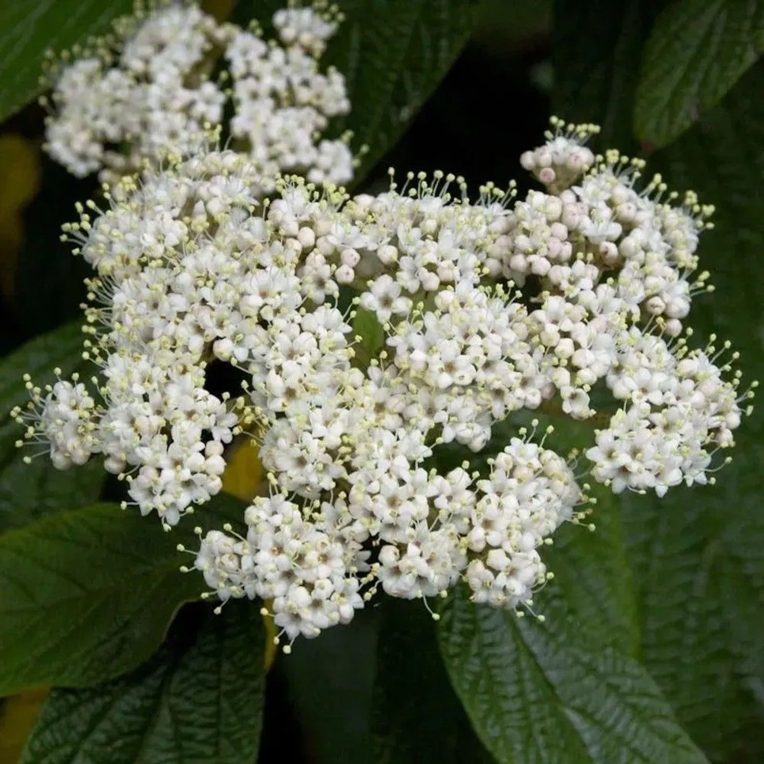 Immergrüner Zungen Schneeball 100-125cm - Viburnum rhytidophyllum