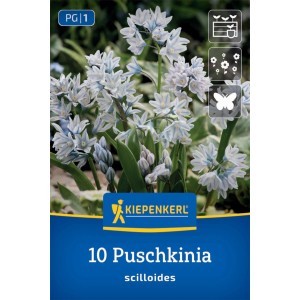Kiepenkerl Puschkinie Blumenzwiebeln mit hellblauen Blüten im Detail.