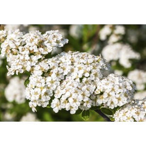 Nahaufnahme der weißen Blüten der Japanischen Spiere Snowmound (Spiraea nipponica).
