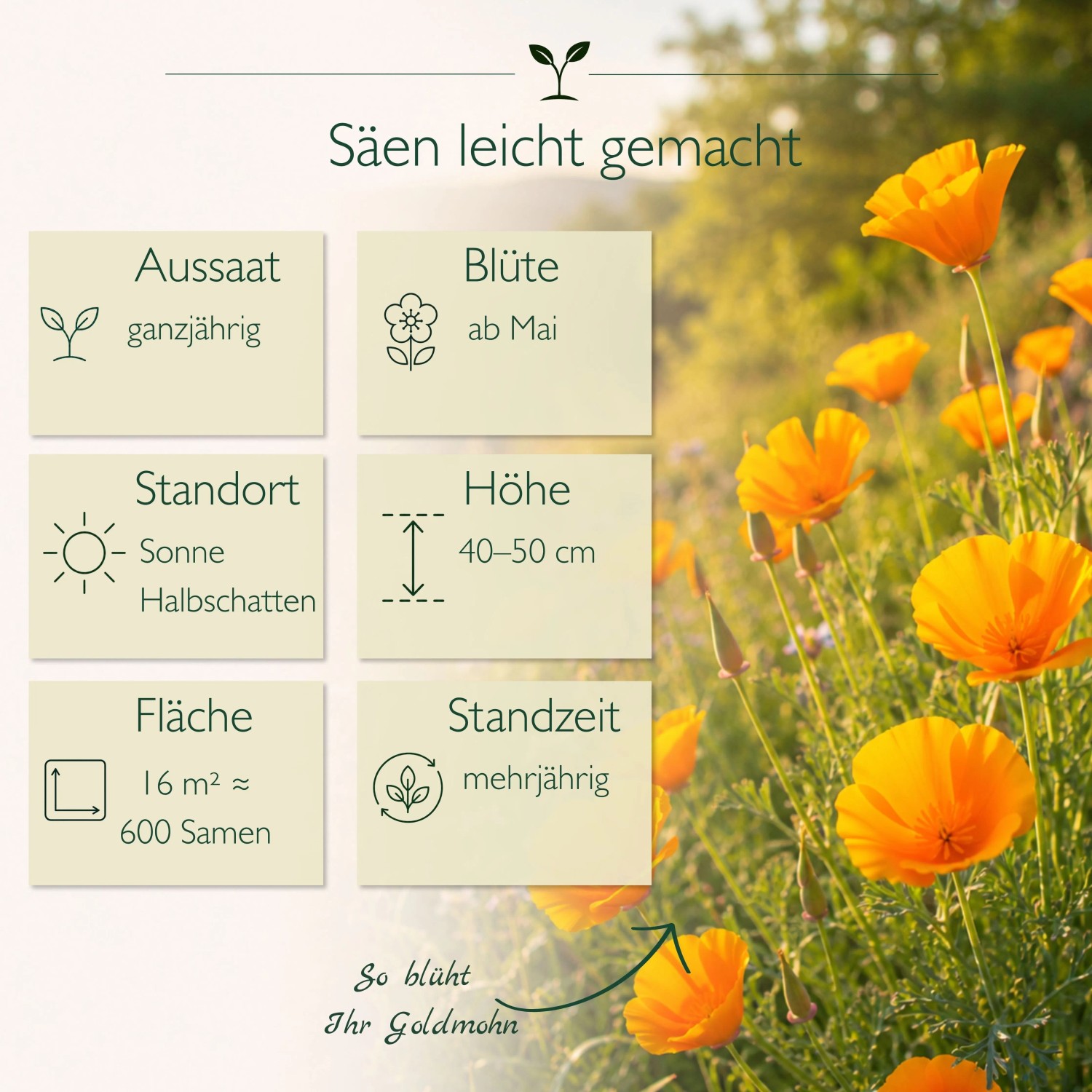 Leuchtend gelb-orange Goldmohn-Blüten mit Infografik zu Aussaat, Blütezeit und Standort der Blumensamen.