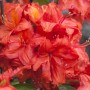 Leuchtend roter Rhododendron Luteum Feuerwerk, Detailaufnahme der Blüten.