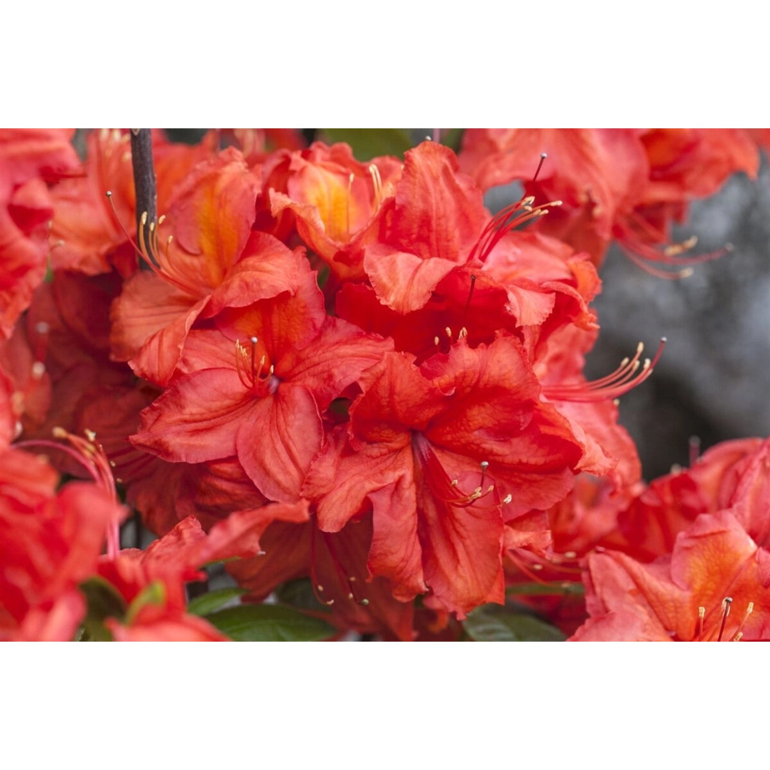 Rhododendron Luteum Feuerwerk Gelb-Rot 30–40 cm günstig online kaufen