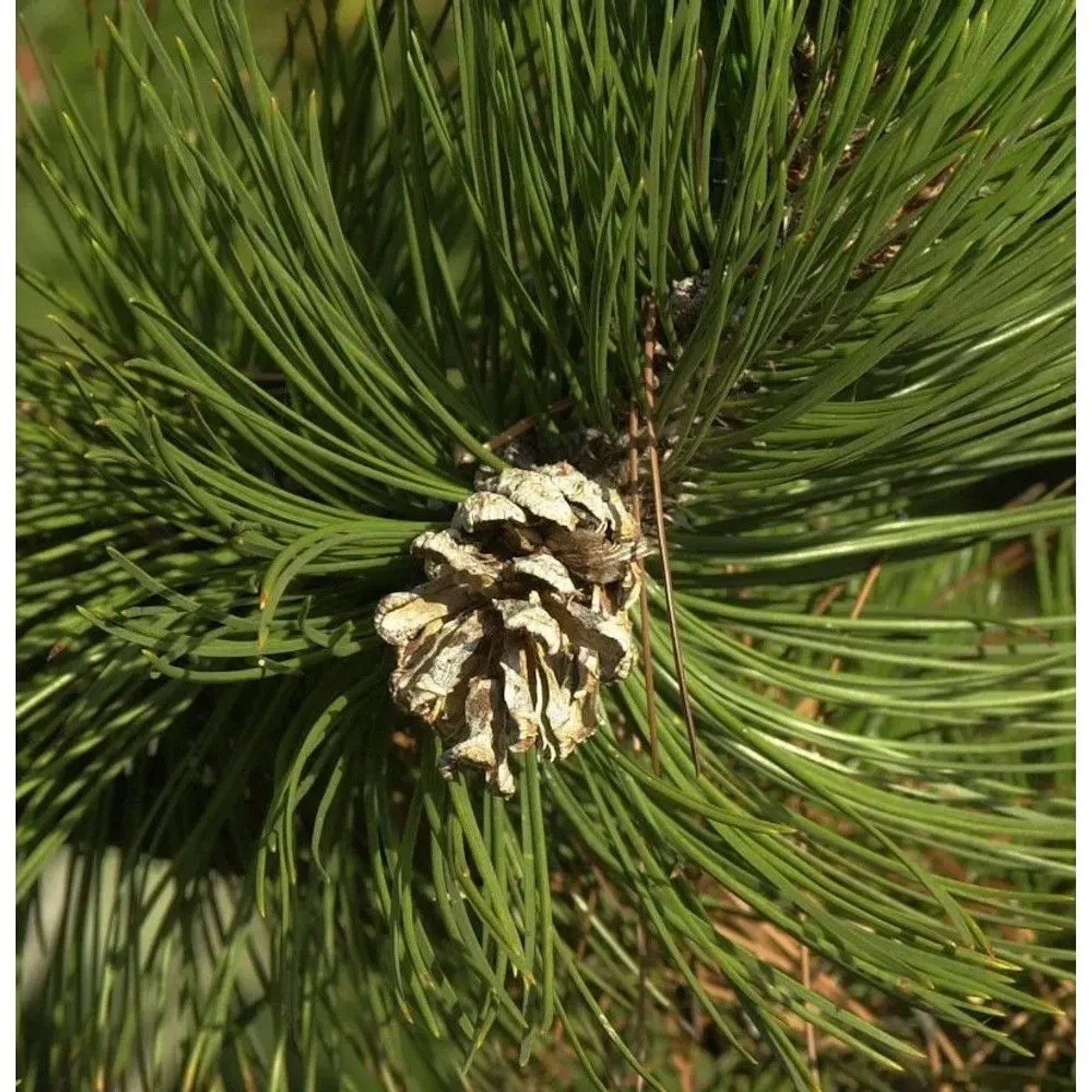 Schlangenhautkiefer Panzerkiefer 70-80cm - Pinus heldreichii