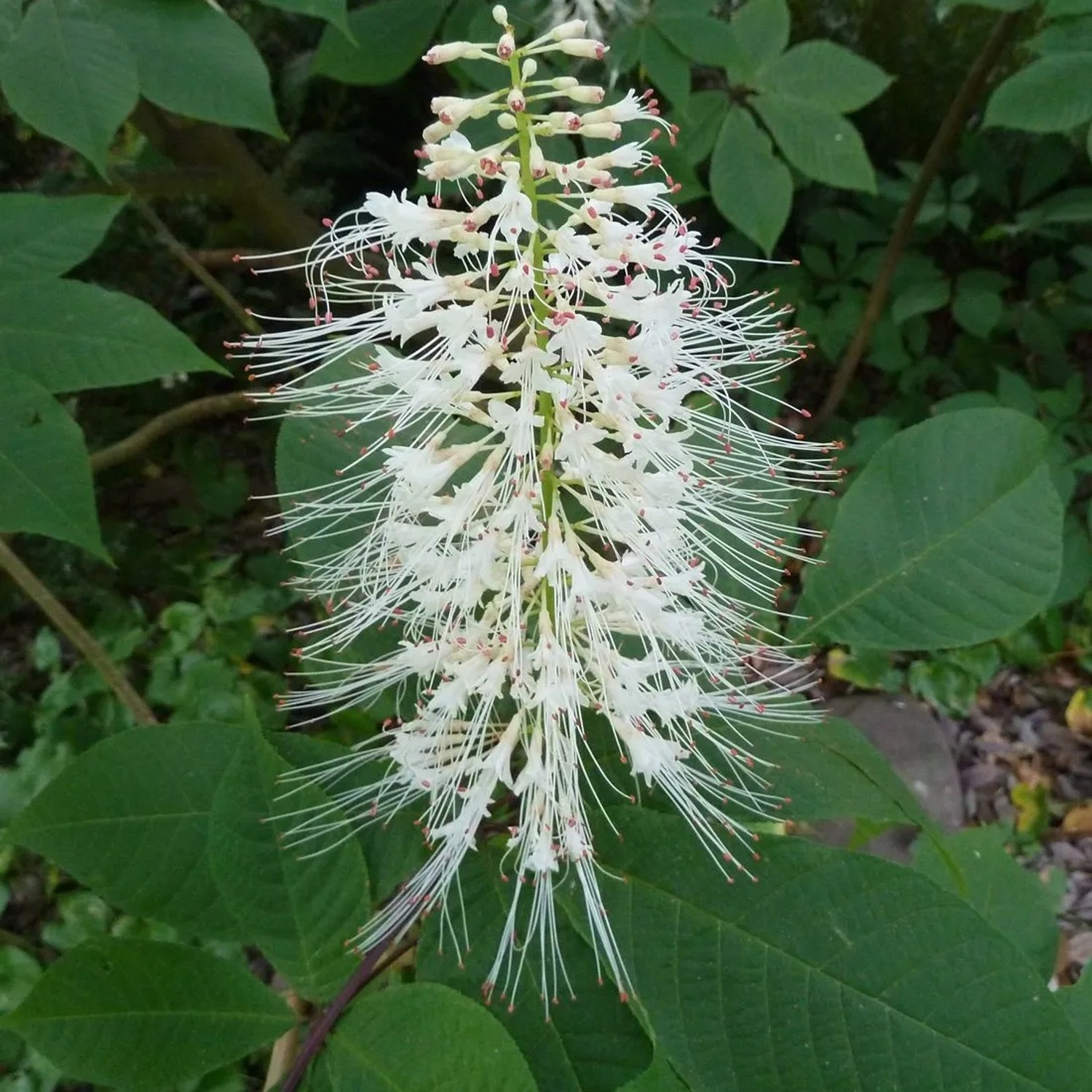 Strauchkastanie Aesculus parviflora 60 bis 80 cm im Container Weiße Blüten