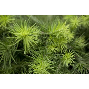 Nahaufnahme der blaugrünen Nadeln einer japanischen Lärche (Larix kaempferi Blue Dwarf).