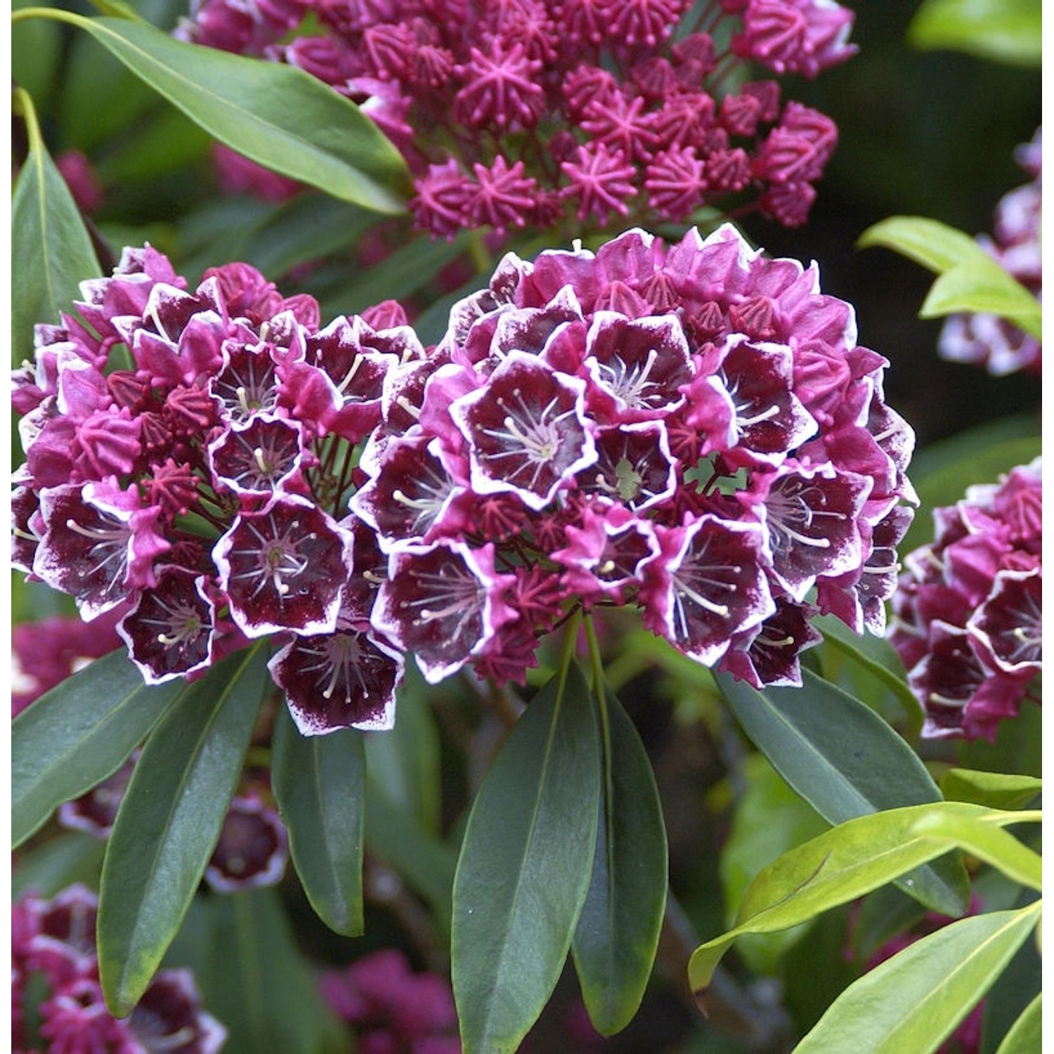 Großer Berglorbeer Kaleidoskop 30-40cm - Kalmia latifolia günstig online kaufen