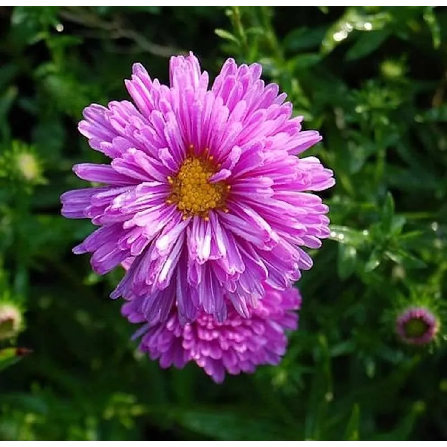 Glattblattaster Patricia Ballard - Aster novi belgii