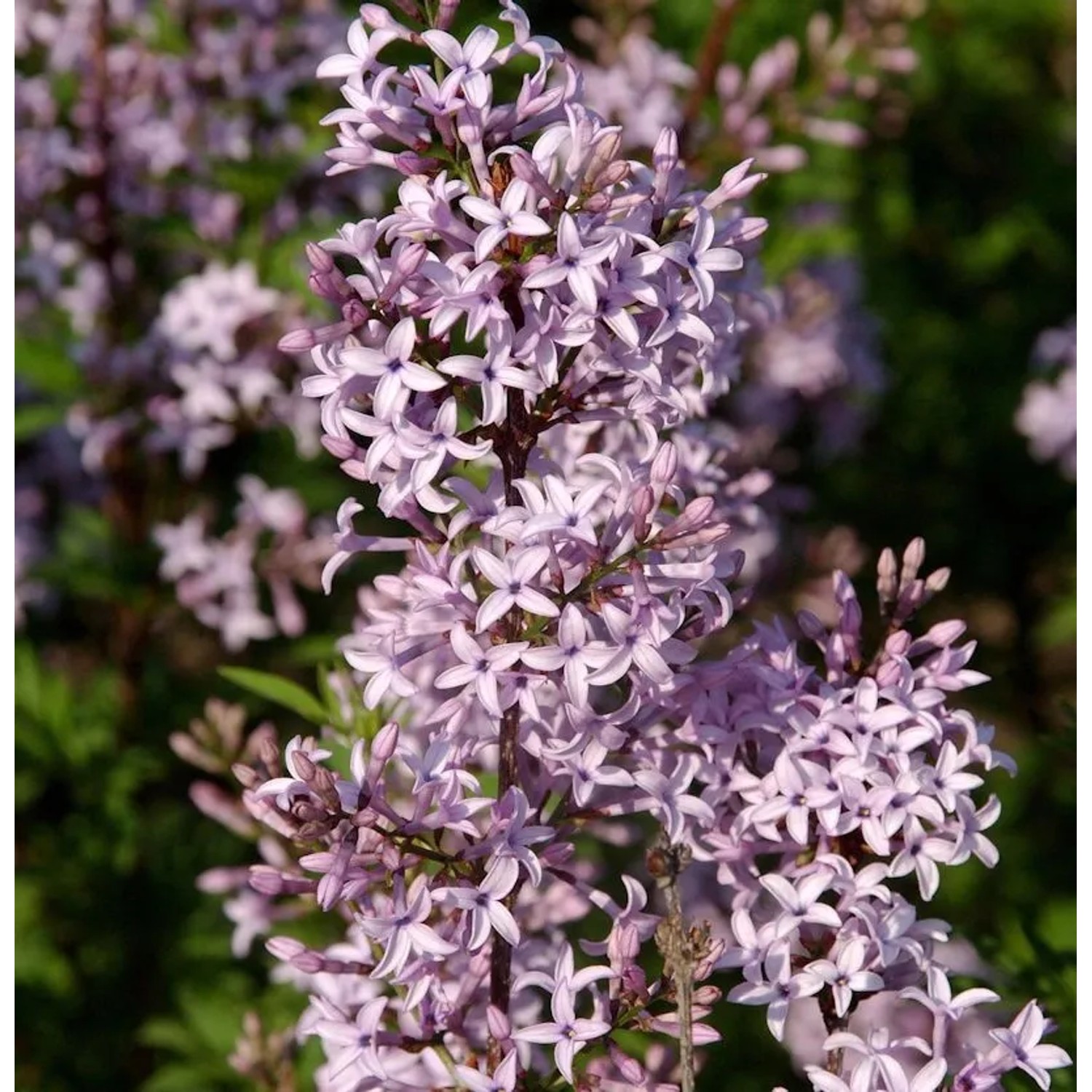Hochstamm Afghanischer Flieder 60-80cm - Syringa afghanica