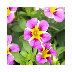 Nahaufnahme von lila-gelben Exotenherz Zauberglöckchen (Calibrachoa) Hängepflanzen im 12cm Topf.