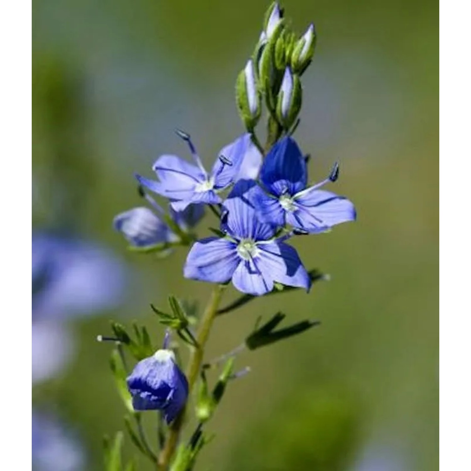 Veronika Österreichischer Ehrenpreis Kapitän - Veronica austriaca