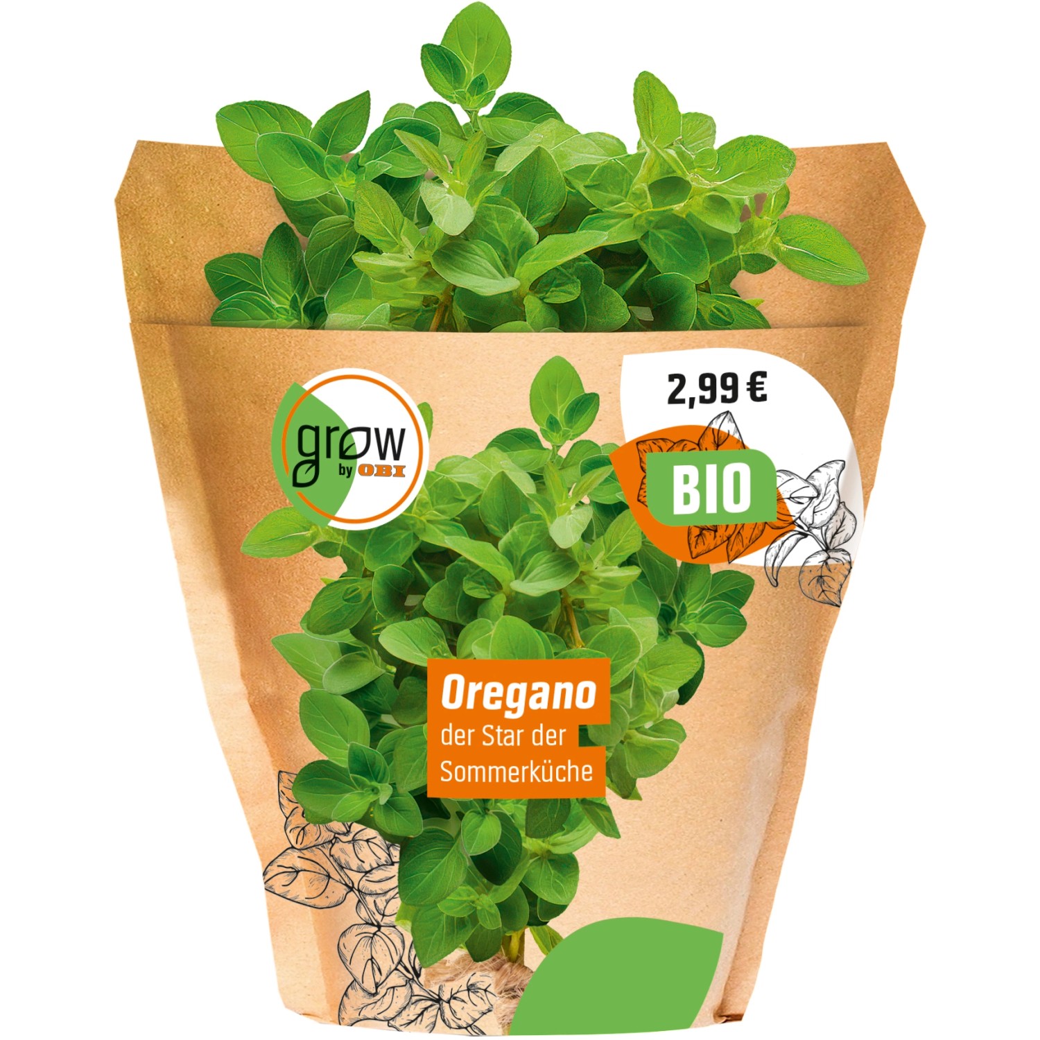 Bio Oregano Pflanze - Origanum Vulgare Aus Nachhaltigem Anbau