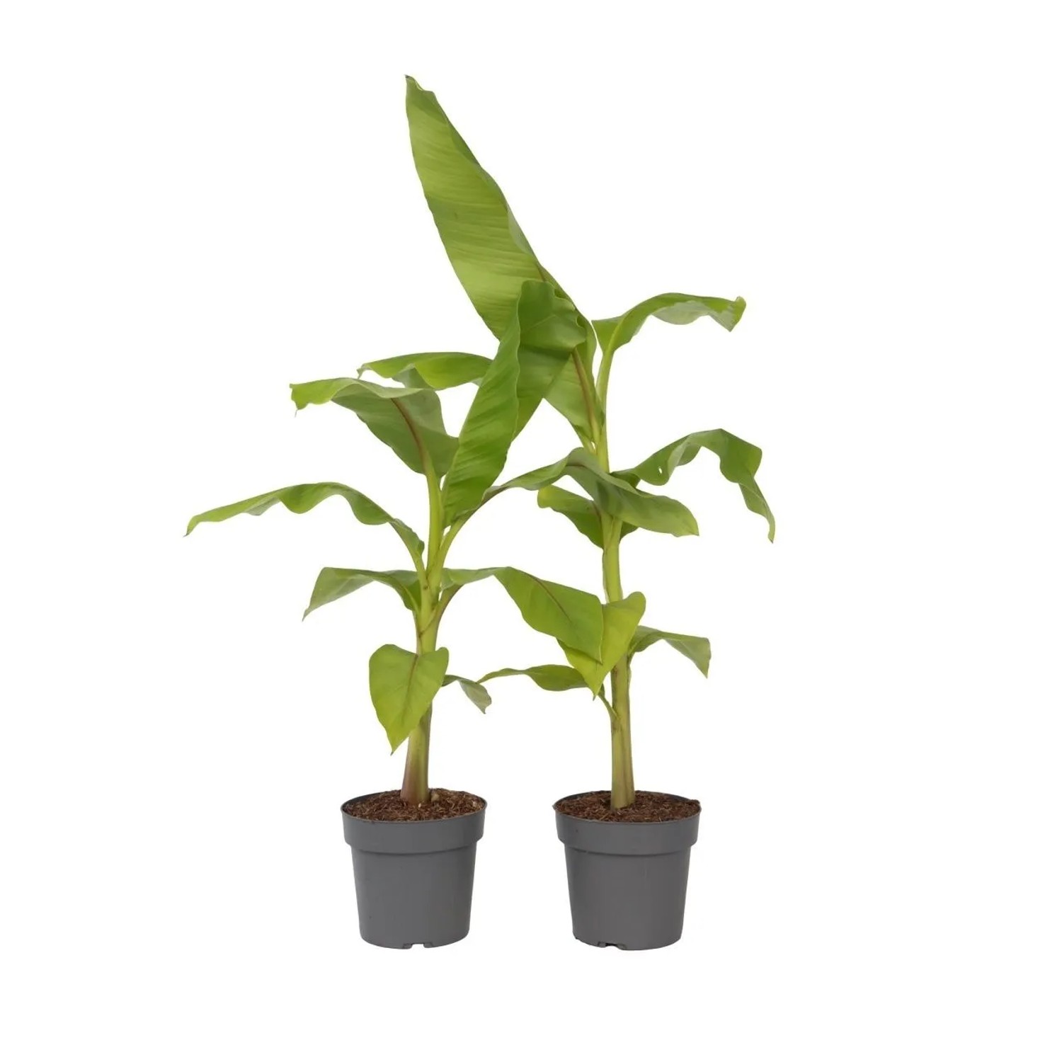 Plant In A Box Bananenpflanzen X2 Musa Basjoo Höhe 55cm Ø21 Grün
