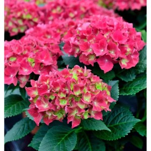 Bauernhortensie Kardinal 30-40cm - Hydrangea macrophylla