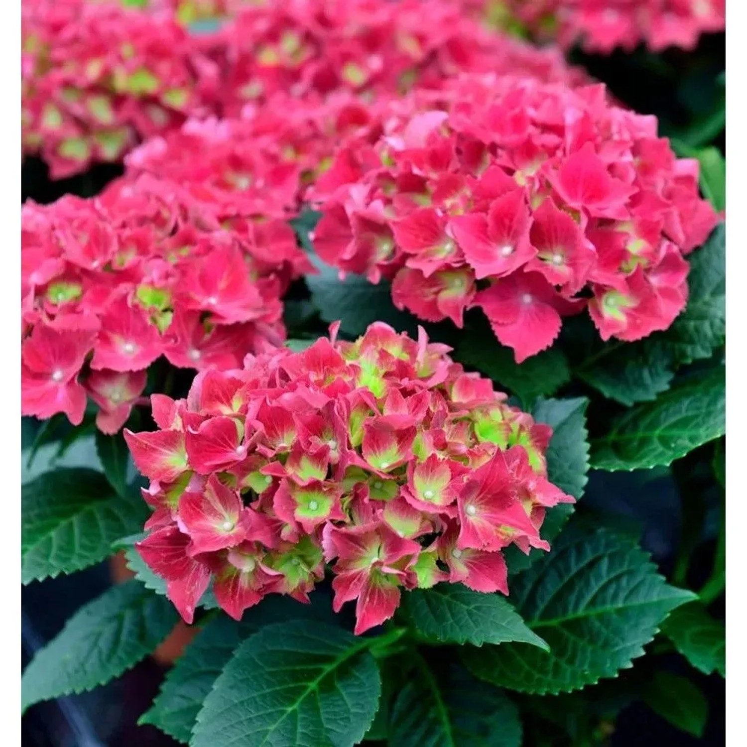 Bauernhortensie Kardinal 30-40cm - Hydrangea macrophylla