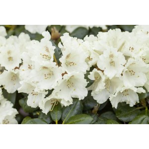Nahaufnahme des Rhododendron Hybr. Goldkrone mit cremefarbenen Blüten und grünen Blättern.
