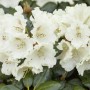 Nahaufnahme des Rhododendron Hybr. Goldkrone mit cremefarbenen Blüten und grünen Blättern.