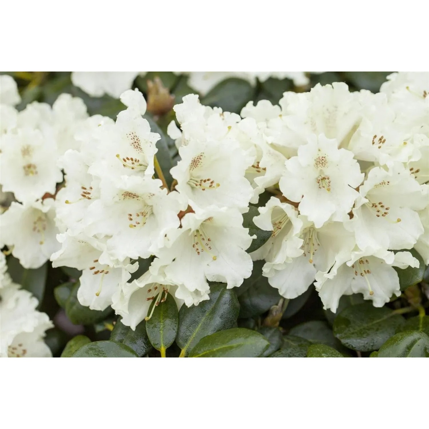 Nahaufnahme des Rhododendron Hybr. Goldkrone mit cremefarbenen Blüten und grünen Blättern.