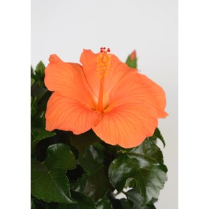 Orangefarbener Roseneibisch (Hibiscus rosa-sinensis) im Topf, ca. 13 cm Ø.