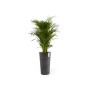Ecopots Pflanztopf Amsterdam Hoch, dunkelgrau, 41x76cm, mit grüner Pflanze.