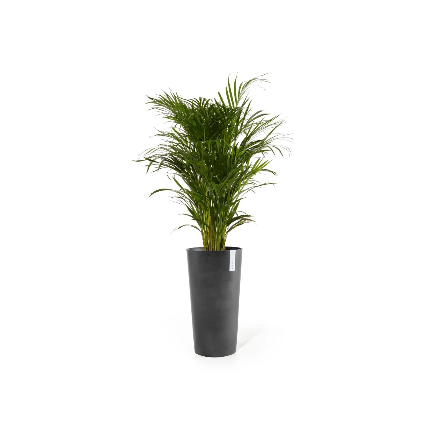 Ecopots Pflanztopf Amsterdam Hoch, dunkelgrau, 41x76cm, mit grüner Pflanze.