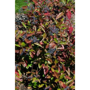 Duft-Schneeball 'Brandywine' mit rosa-weißen Blüten und blauen Beeren, Herbstfärbung. Strauch für Garten und Kübel.