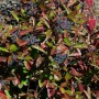 Duft-Schneeball 'Brandywine' mit rosa-weißen Blüten und blauen Beeren, Herbstfärbung. Strauch für Garten und Kübel.