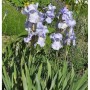 Blühende Schwertlilie 'Frost und Flamme' im Gartenbeet, Stauden.