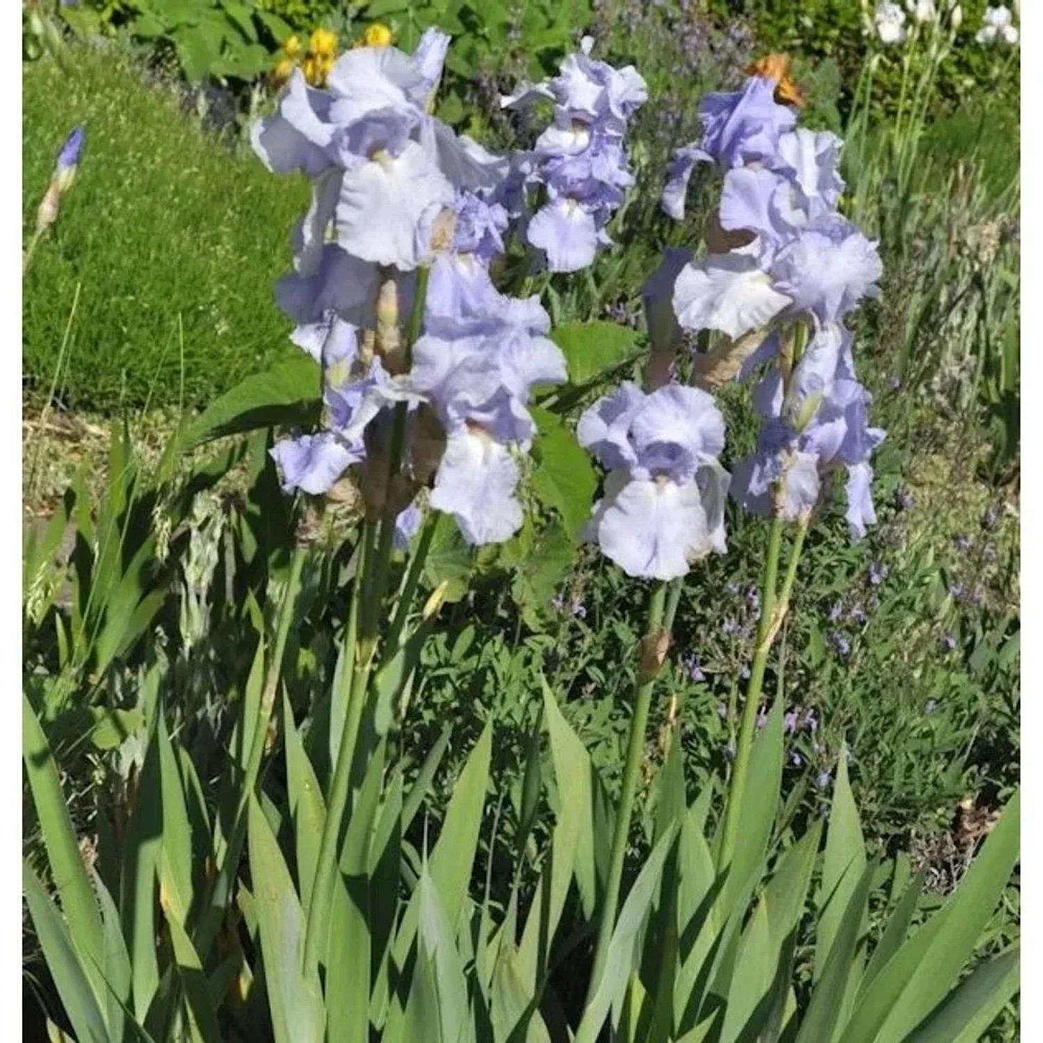 Schwertlilie Frost und Flamme - Iris barbata
